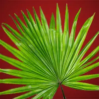 Saw Palmetto